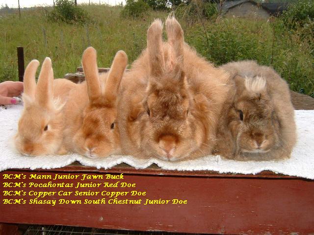 Satin Angora Rabbits